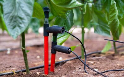 La obligatoriedad del cuaderno digital agrícola se acerca: ¿está tu cultivo listo para hacer el cambio?