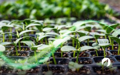 ¿Sabías que las plantas emiten sonidos al sufrir estrés?