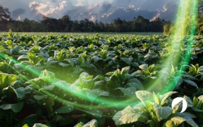 IKOSTECH para Grandes Explotaciones: El Pack Completo para Maximizar tu Producción Agrícola