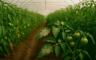 Guía práctica para detectar y controlar hongos en plantas esta temporada