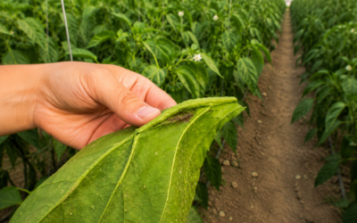 Parvispinus: qué es y por qué preocupa tanto a los agricultores