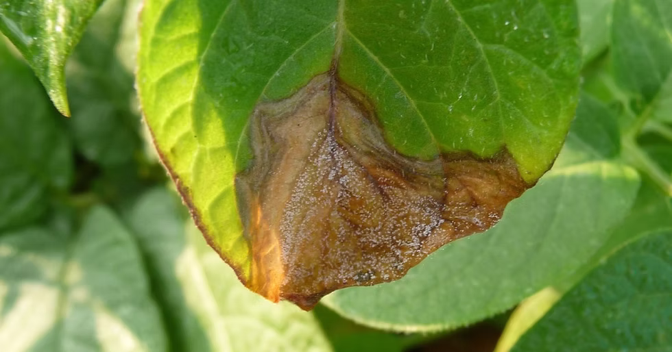 Síntomas de botritis en tejido vegetal