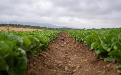 ☁️ ¿Qué pasa con los cultivos cuando el sol desaparece varios días?