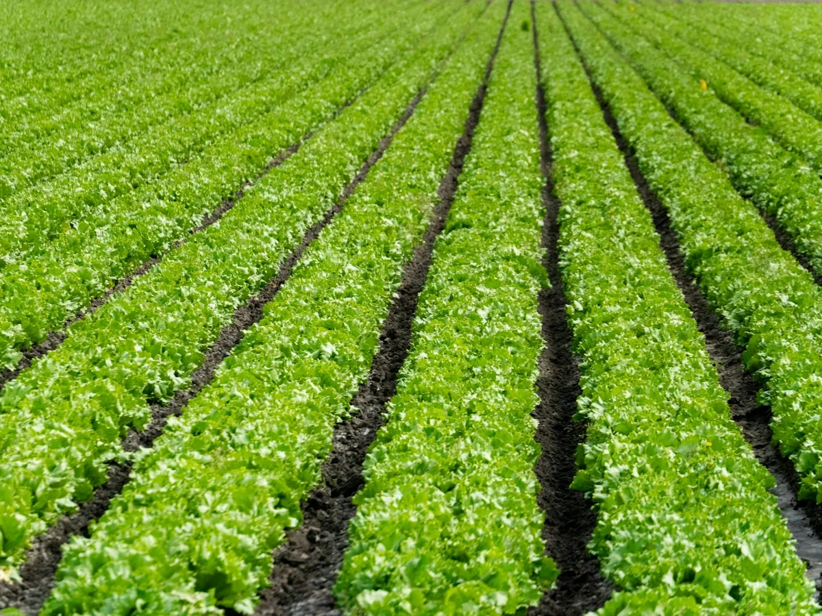 Lechuga Iceberg «Laurina»