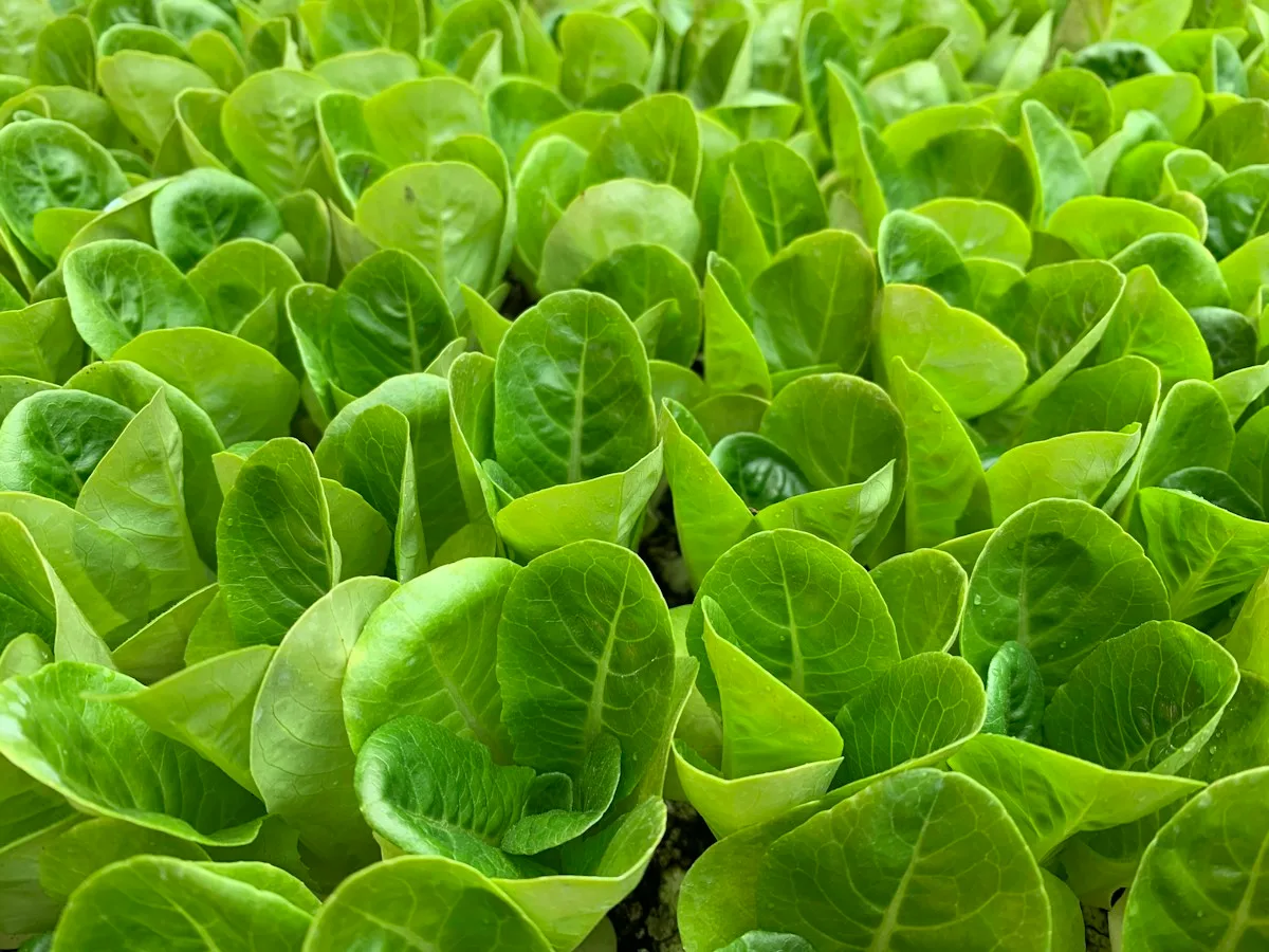 Lechuga Baby