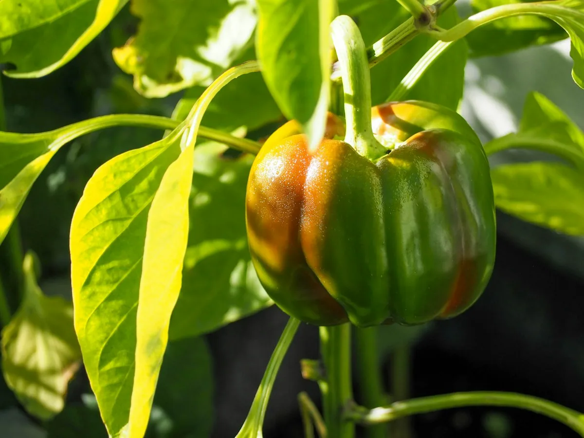 Pimiento
