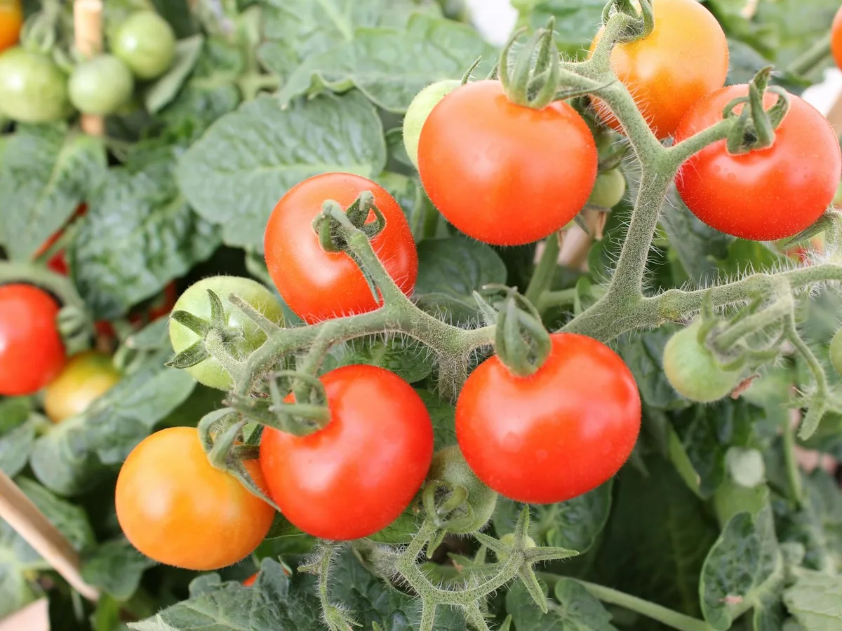 Tomate