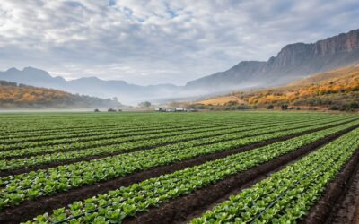 🍂 El cultivo también nota el cambio de estación: qué cambia cuando llega el otoño