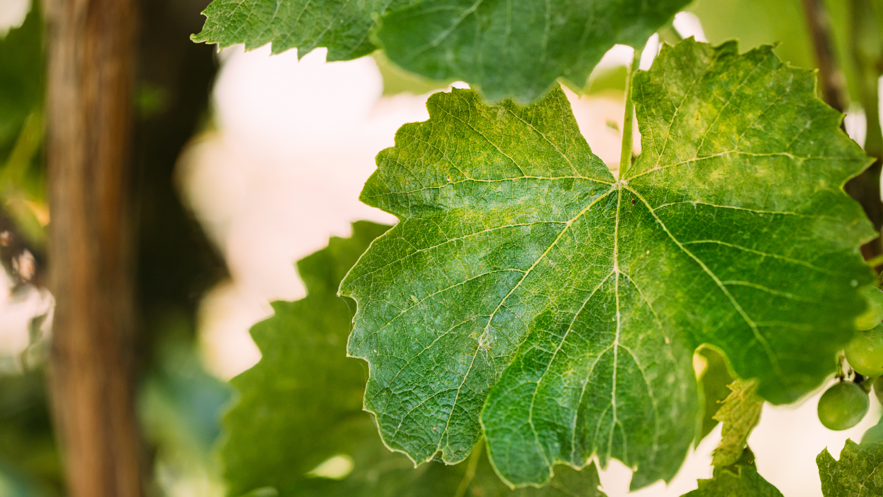 Síntomas de mildiu en un cultivo