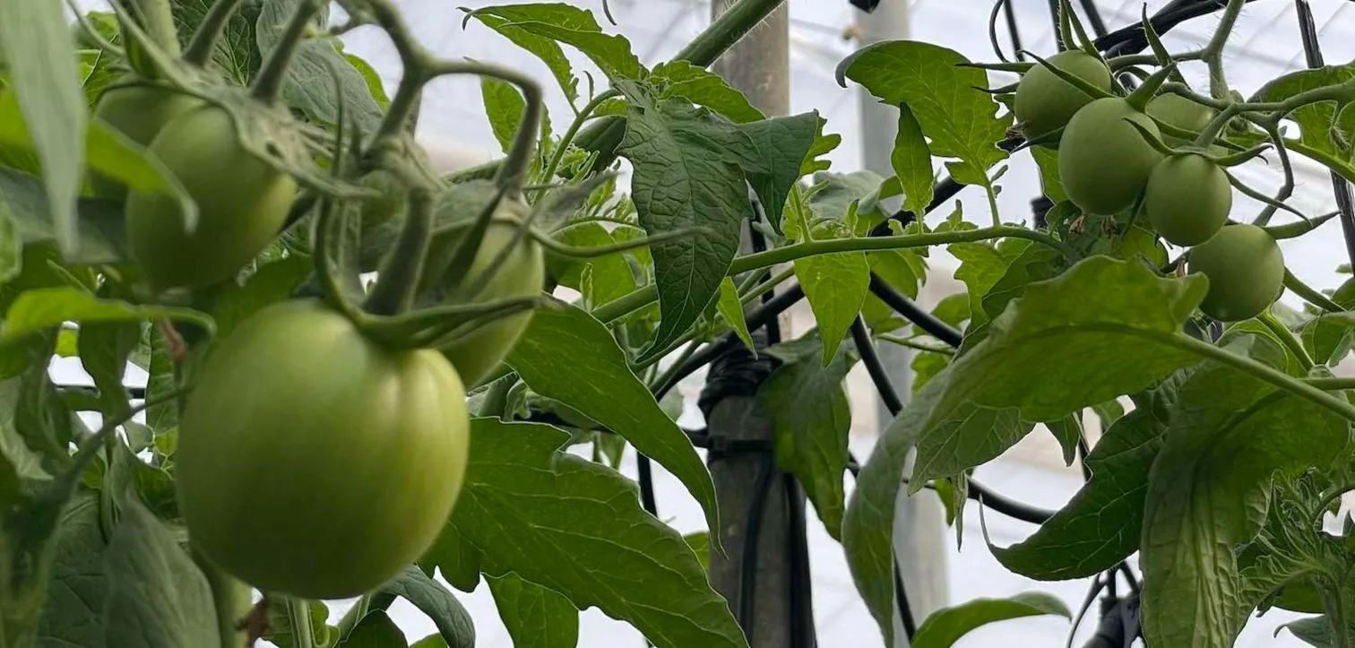 Tomate en invernadero