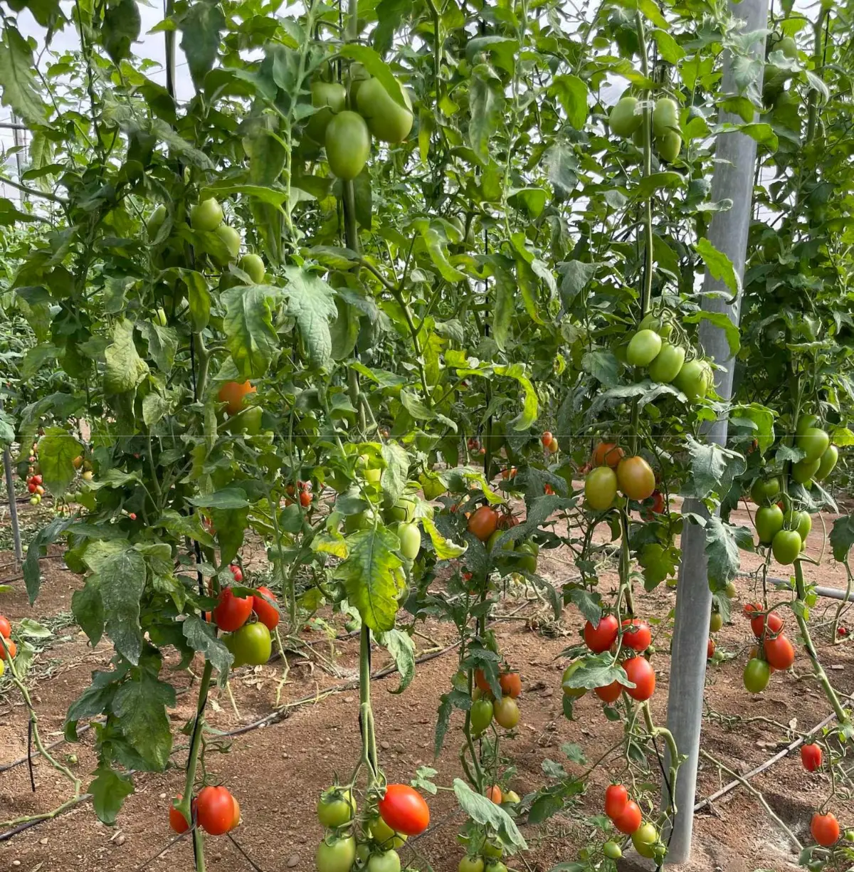 Tomates en invernadero