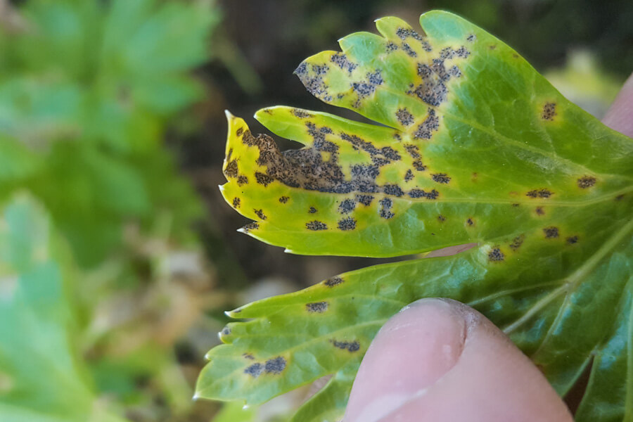 Síntomas de enfermedad foliar en una planta